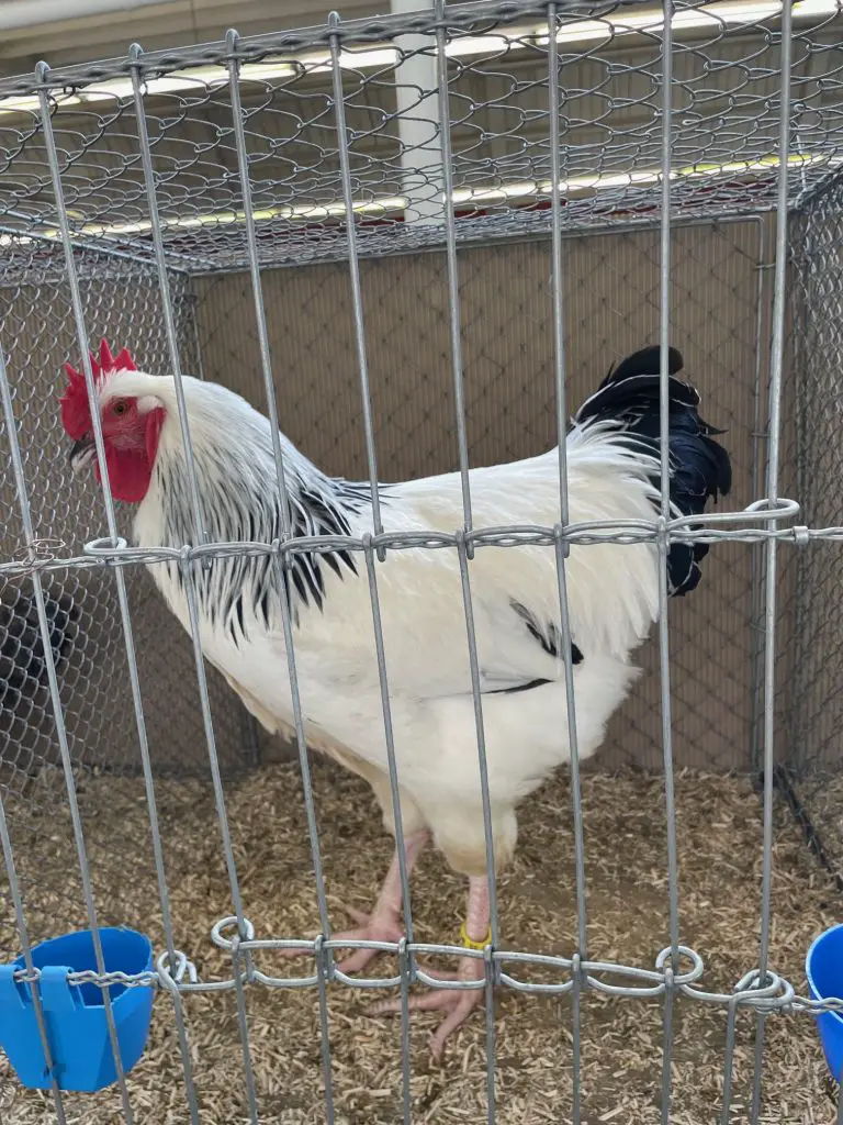 Rooster on Poultry Show