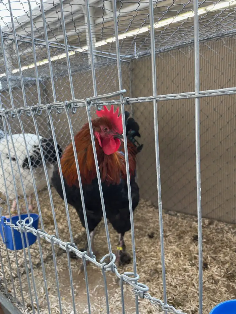 Rooster on Poultry Fair