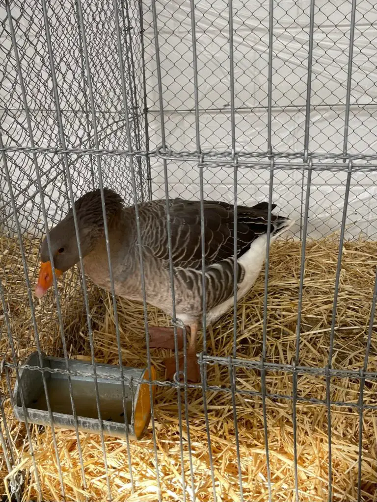 Goose on Poultry Fair