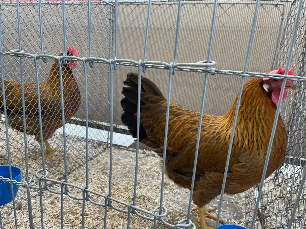 Chicken at Poultry Fair