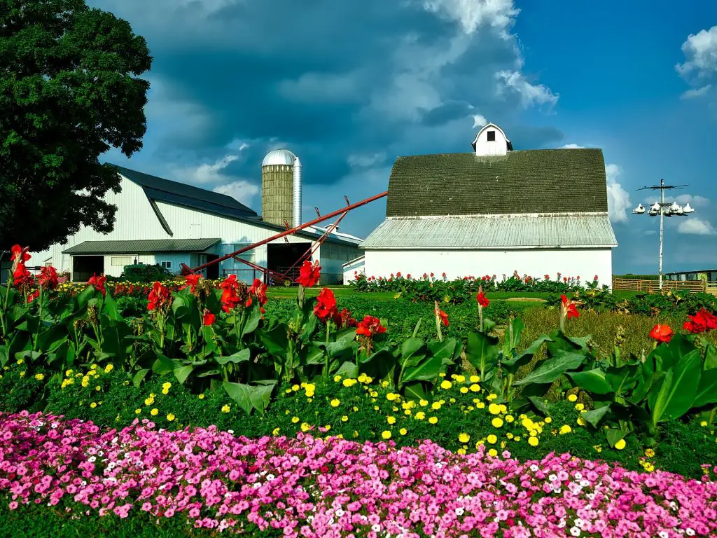 Farm Rural Iowa Flower