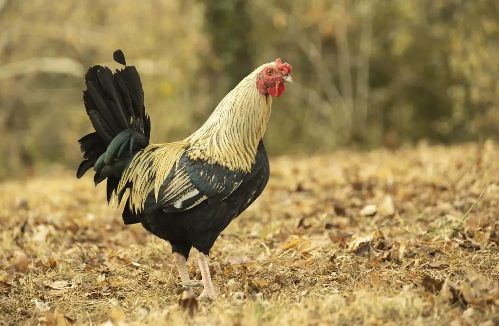 Iowa Rooster