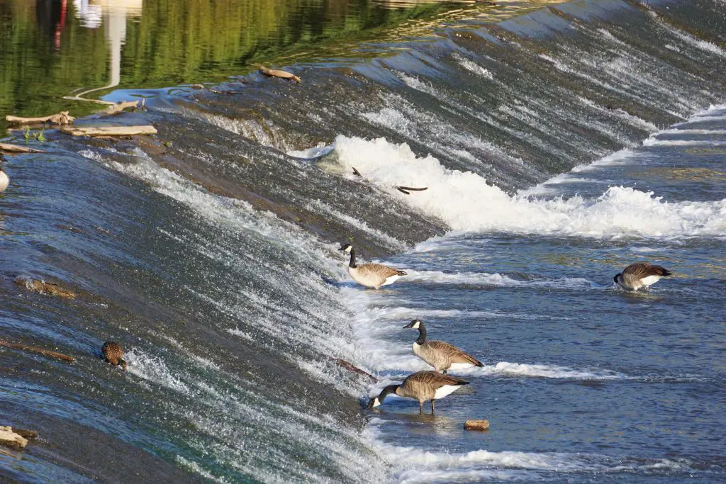 Geese Waterfall Kansas