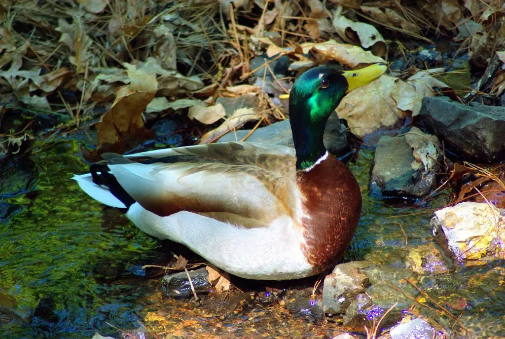 Duck Arkansas