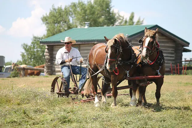 Belgian Draft Horse 
Team cutting hay