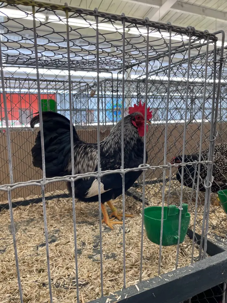 Rooster, Poultry Fair