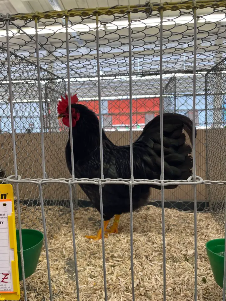 Chicken Poultry Show