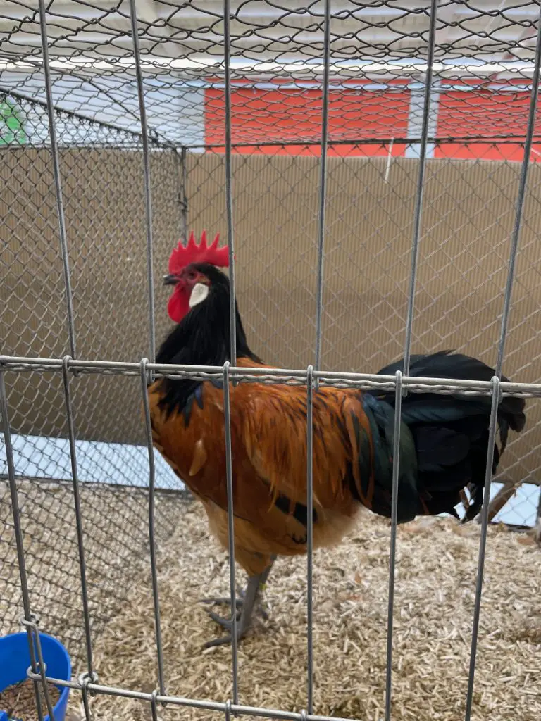 Rooster Chicken Show