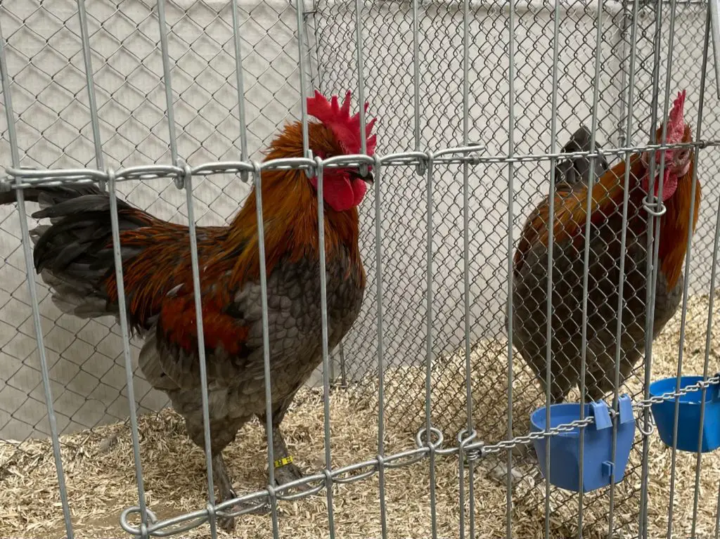 Poultry Show, Rooster