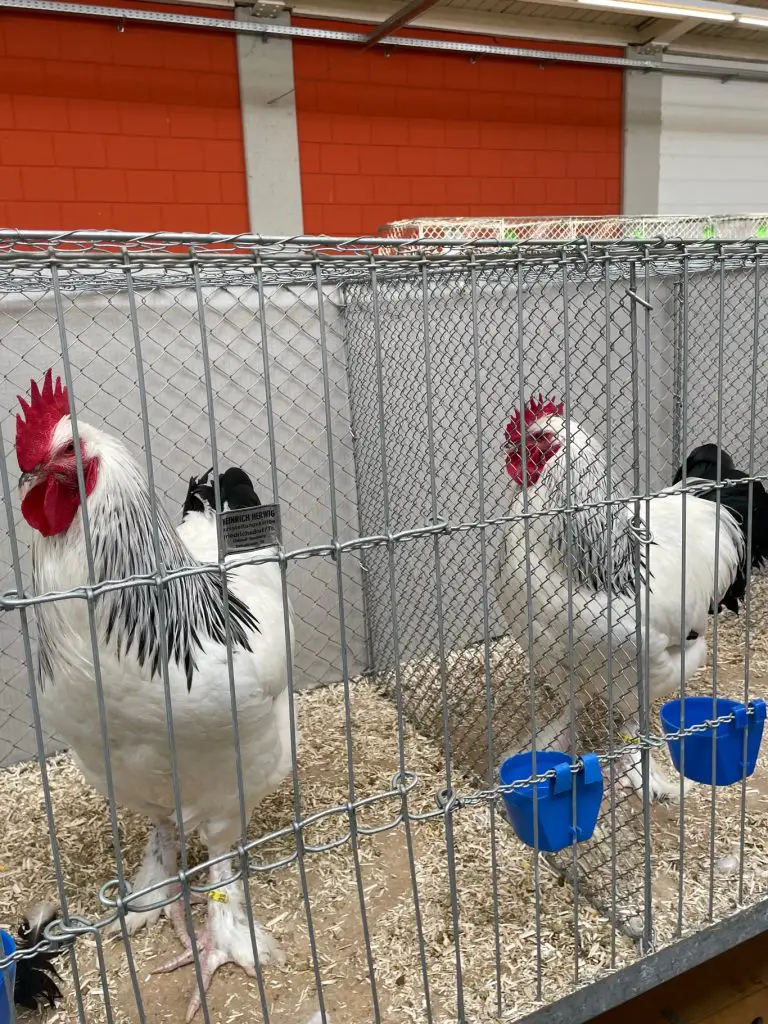 Chicken Poultry Show