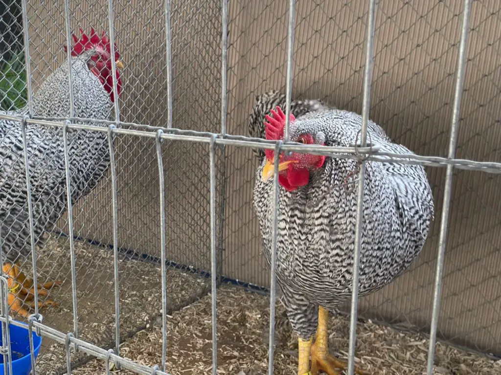 Chicken Poultry Show