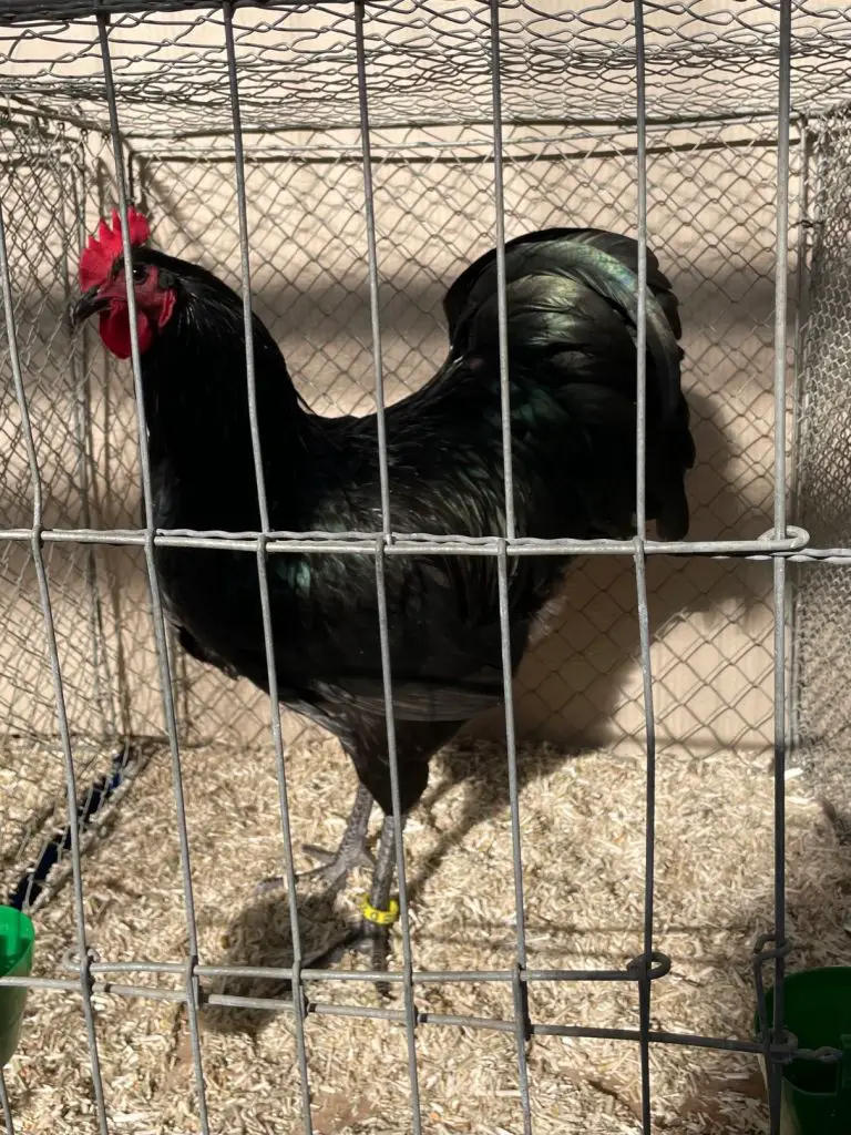 Rooster Poultry Show