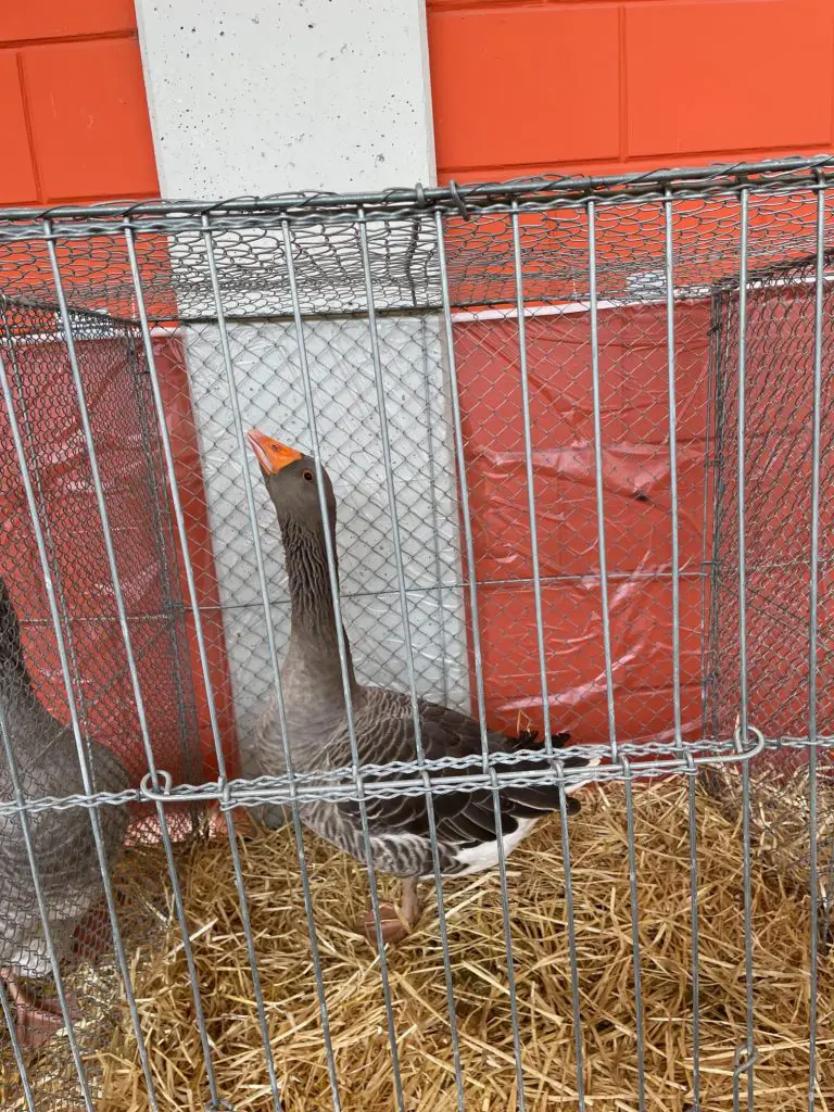 Goose Poultry Show