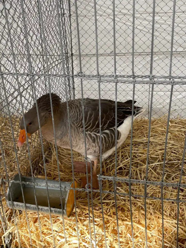 Goose Poultry Show