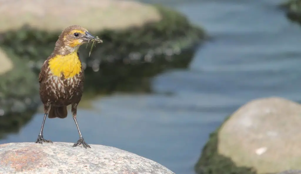 Western Meadowlark, North Dakota