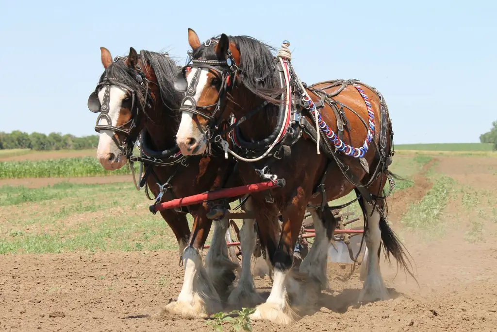 Plowing, Clydesdale, North Dakota