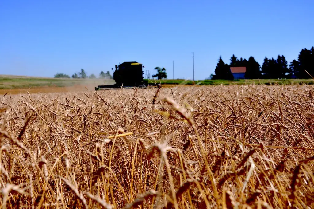 North Dakota Wheat